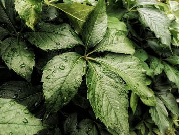 Full frame shot of wet leaves