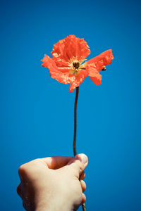 Cropped hand holding red flower against clear blue sky