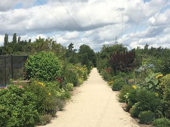Plants and trees against sky