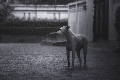 Dog standing on field