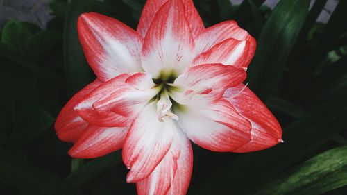 Close-up of pink flower blooming outdoors