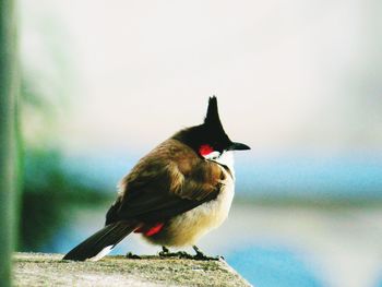 Close-up of bird perching against sky