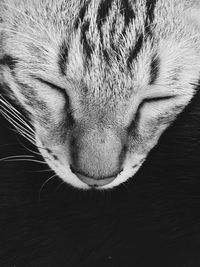 domestic animals