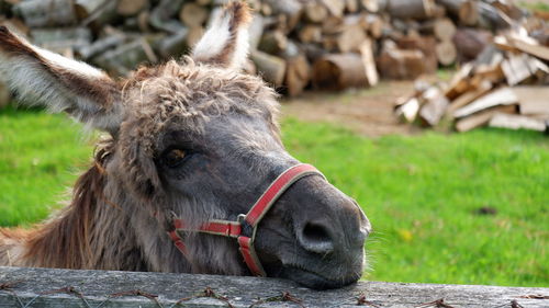 Close-up of a horse on field