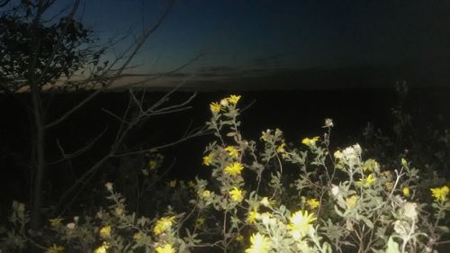 Yellow flowers blooming by sea