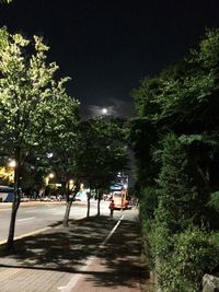 Road along trees at night