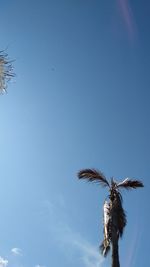 Low angle view of coconut palm tree against blue sky