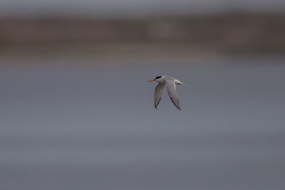 Bird flying in the sky