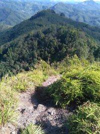 High angle view of forest