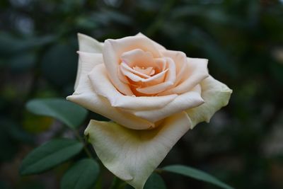 Close-up of rose flower