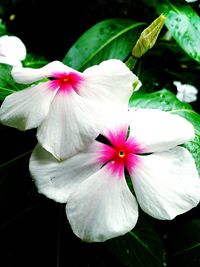 Close-up of white flowers