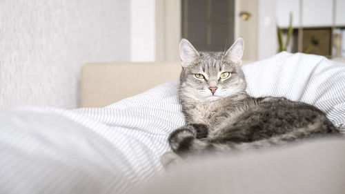domestic animals