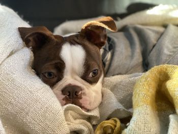 Close-up portrait of a dog