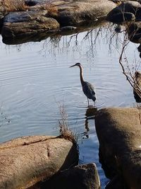 High angle view of gray heron perching on rock by lake