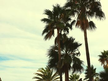 Low angle view of palm trees against sky