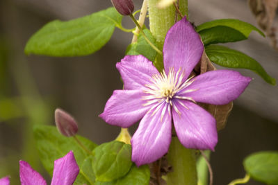 Close-up of pink flowering plant