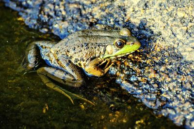 Close-up of frog in sea