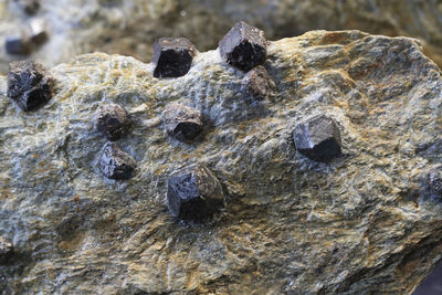 Close-up of lizard on rock