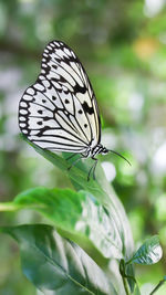 Close-up of butterfly pollinating flower