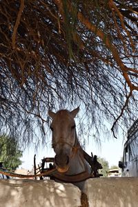 Low angle view of horse against trees