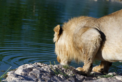 Side view of horse drinking water