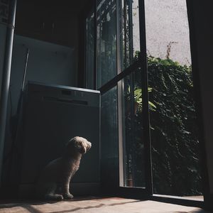 Dog sitting by window at home