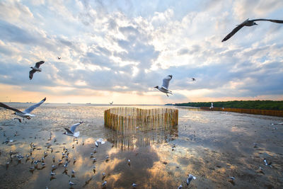 Seagulls flying over beach against sky