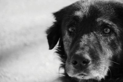 Close-up portrait of dog