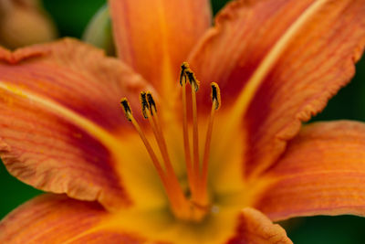 Close-up of orange rose