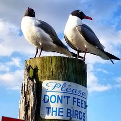 Low angle view of seagulls perching on wooden post