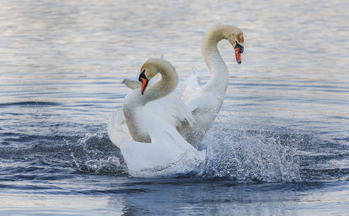 Swans courtship dance on lake. 
