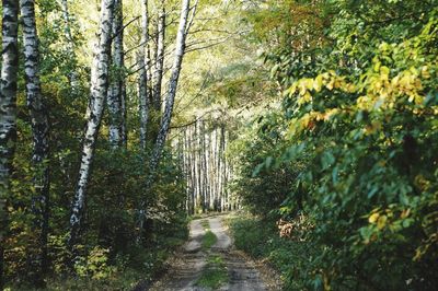 Road amidst trees in forest