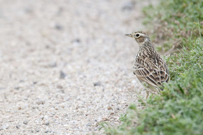 Bird perching on field