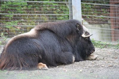 Sheep in zoo