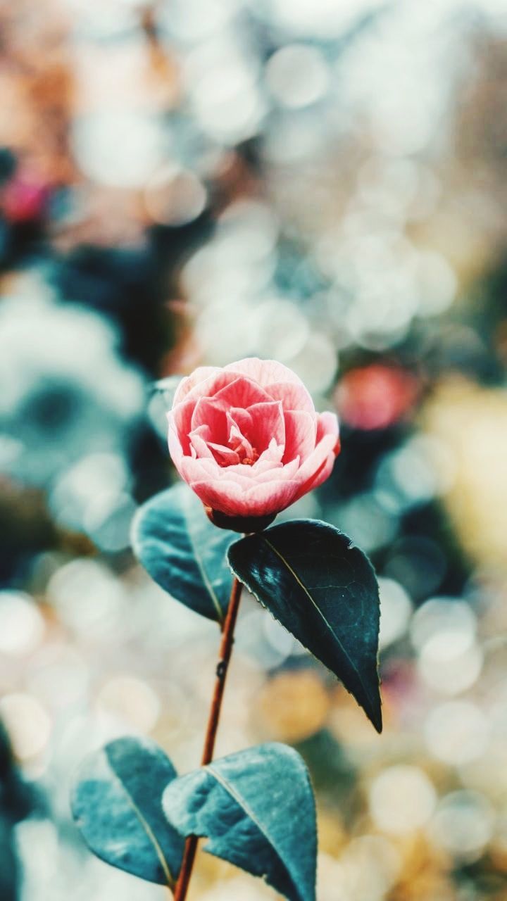 flower, plant, red, leaf, close-up, green, beauty in nature, focus on foreground, nature, flowering plant, blue, macro photography, freshness, rose, spring, petal, no people, plant part, outdoors, blossom, fragility, day, growth, flower head, pink, branch