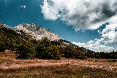 Scenic view of field against sky