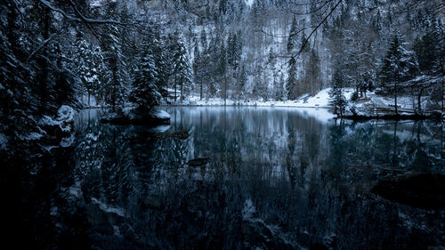 Scenic view of lake in forest during winter