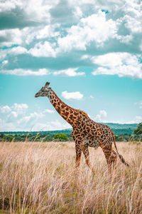 Giraffe on field