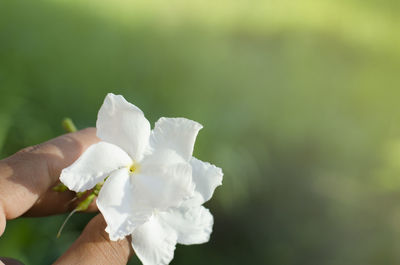 Close-up of hand holding white flowering plant