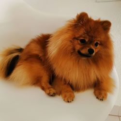 Portrait of cute dog sitting at home