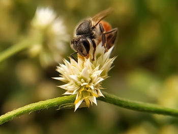 Close-up of bee pollinating on flower