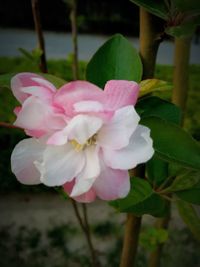 Close-up of pink flower blooming outdoors