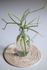 Close-up of plant in glass vase on table