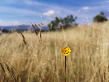 Close-up of yellow flowering plant on field against sky