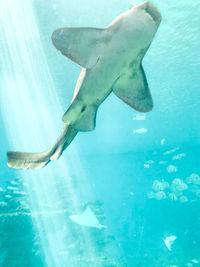 View of fish swimming in sea