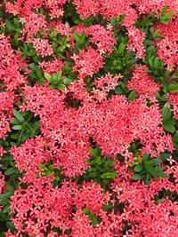 Full frame shot of red flowering plants