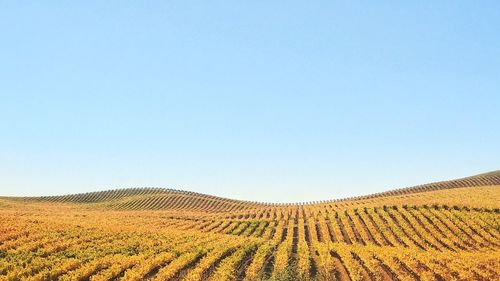 Scenic view of agricultural field against clear blue sky