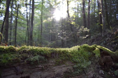 View of trees in the forest