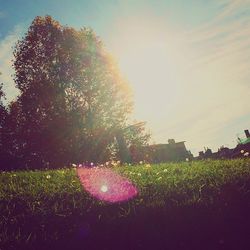 Scenic view of grassy field against sky