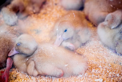 High angle view of ducklings